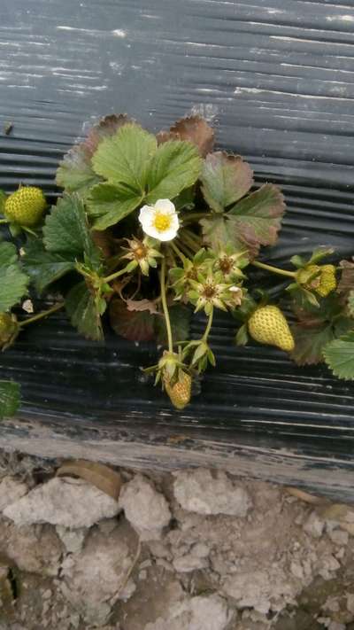 Phosphorus Deficiency - Strawberry