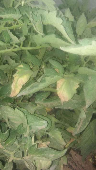 Leaf Curl in Tomato - Tomato