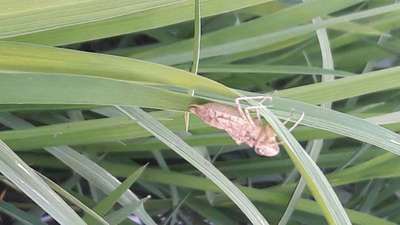 Short horned Grasshopper and Locust - Rice