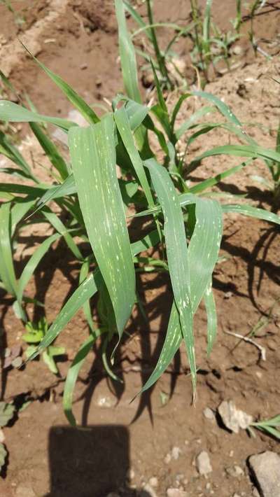 Bean Leaf Webber - Millet