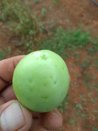 Traça do tomateiro - Tomate