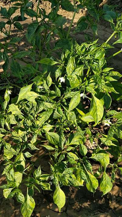 Aphids - Capsicum & Chilli