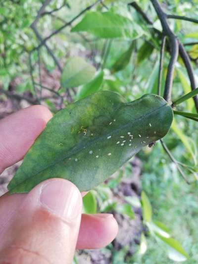 Aphids - Citrus