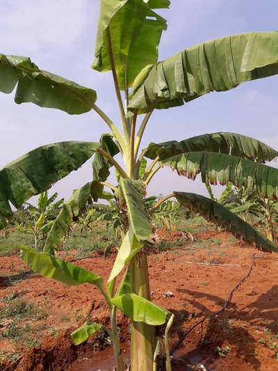 ಬೋರಾನ್ ಕೊರತೆ - ಬಾಳೆಹಣ್ಣು