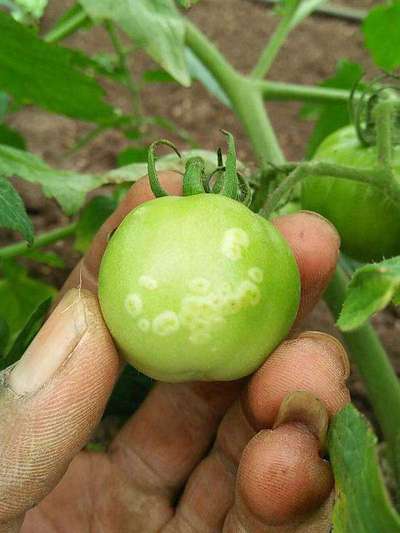 Bacterial Spot and Speck of Tomato - Tomato