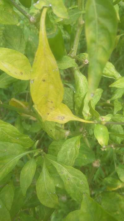 Chilli Cercospora Leaf Spot - Capsicum & Chilli