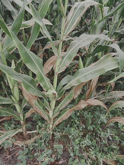 Bacterial Stalk Rot of Maize - Maize