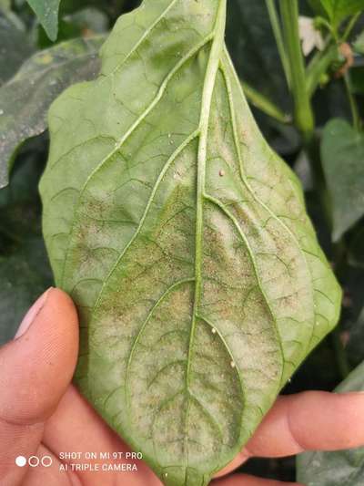 Deficiencia de magnesio - Capsicum y chile