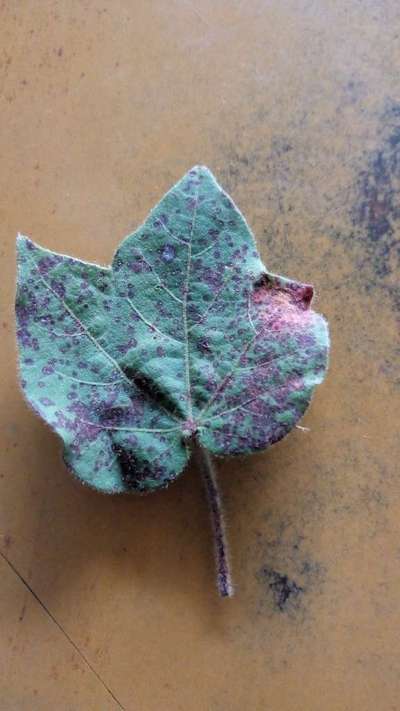 Alternaria Leaf Spot of Cotton - Cotton