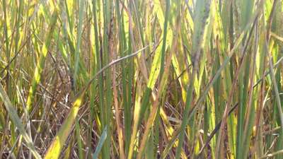 Brown Planthopper - Rice