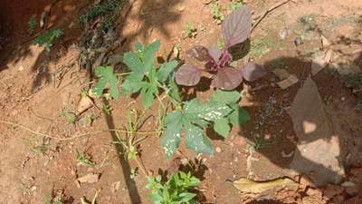 Flea Beetles - Okra