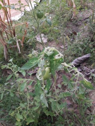 Leaf Mold of Tomato - Tomato