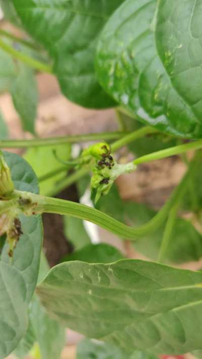 Aphids - Bean