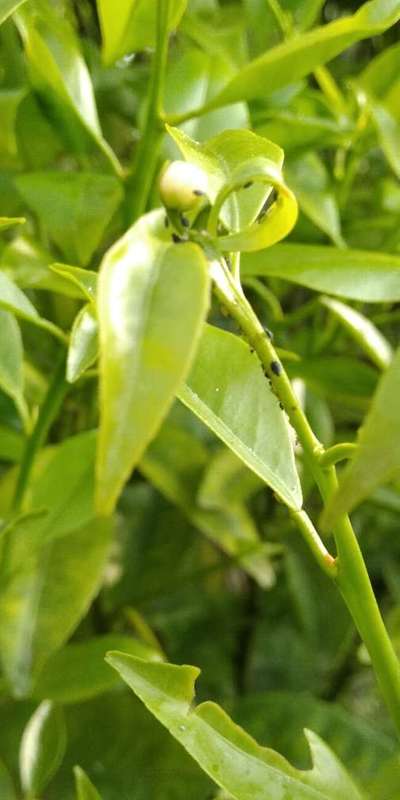 Green Citrus Aphid - Citrus