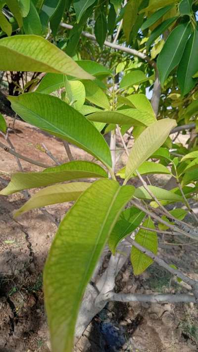 Iron Deficiency - Mango