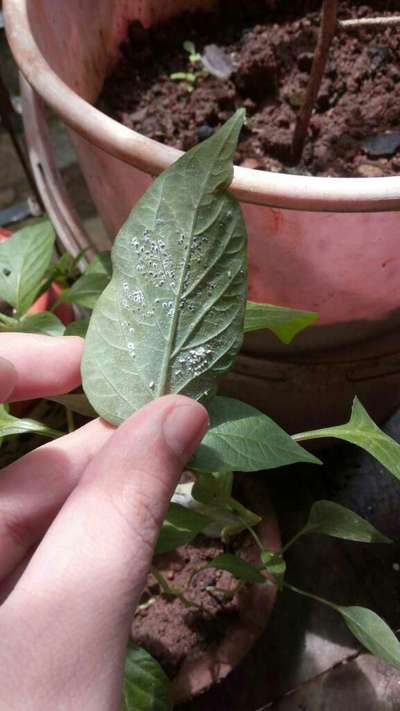 Black Citrus Aphid - Capsicum & Chilli