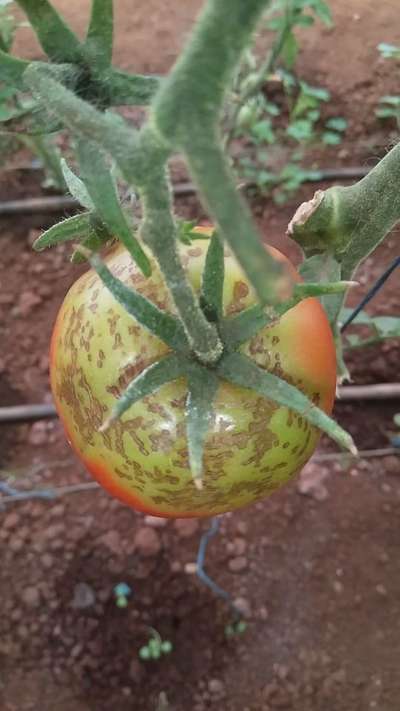 Powdery Mildew - Tomato