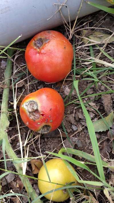 Alternaria Black Spot and Fruit Rot - Tomato