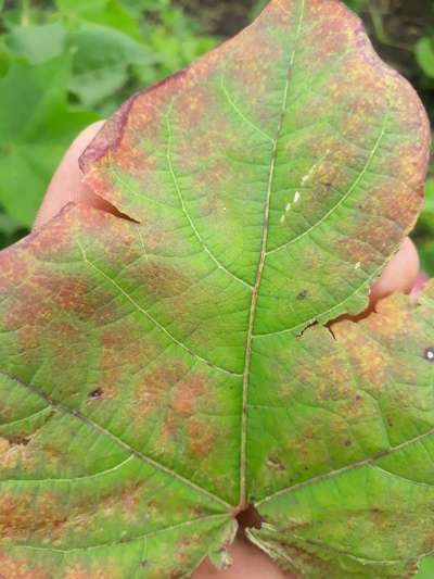Leaf Reddening of Cotton - Cotton