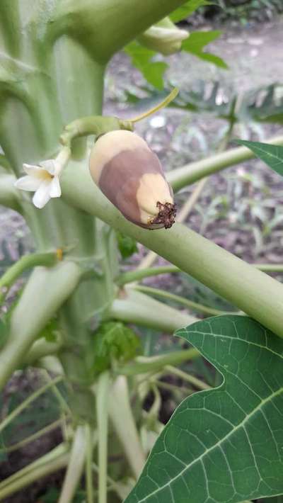 Calcium Deficiency - Papaya