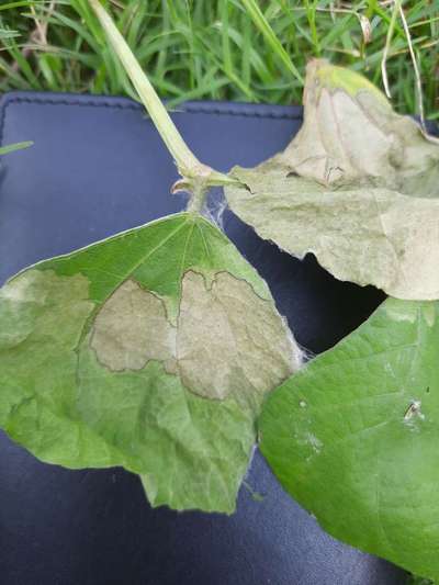 Gummy Stem Blight of Cucurbits - Bean