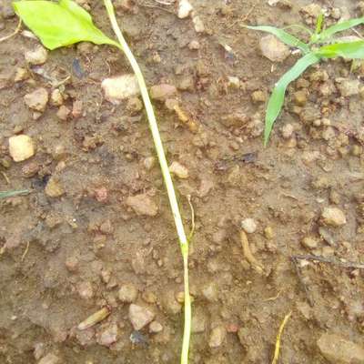 Damping-Off of Seedlings - Capsicum & Chilli