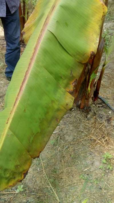 Black Leaf Spot of Banana - Banana