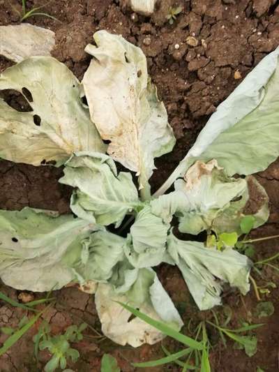 Stem Rot - Cabbage