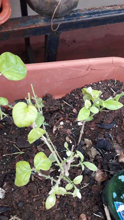 Mealybug - Brinjal