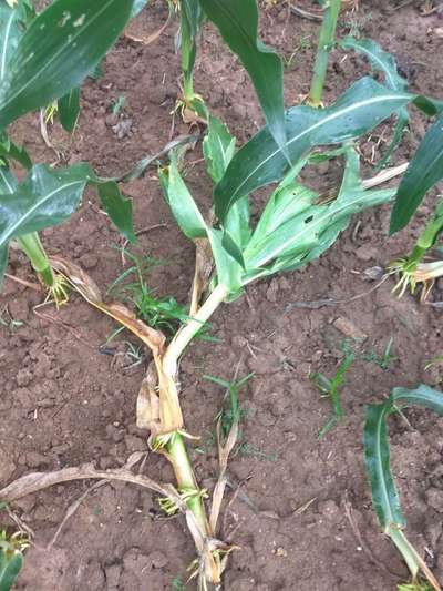 Southern Leaf Blight of Maize - Maize