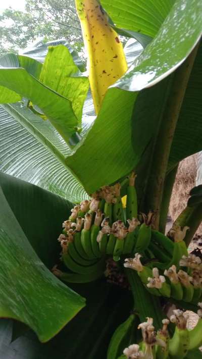 কলার সিগার এন্ড রট রোগ - কলা