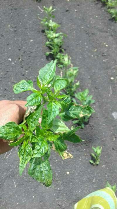 Thrips - Capsicum & Chilli