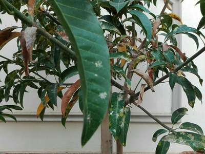 Algal Leaf Spot - Mango