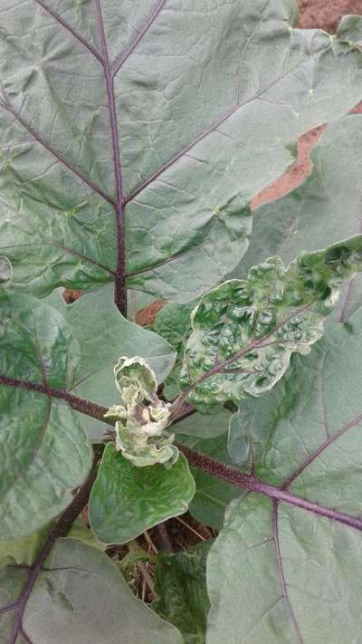 Boron Deficiency - Brinjal