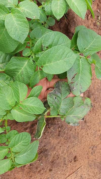 Potato Late Blight - Potato