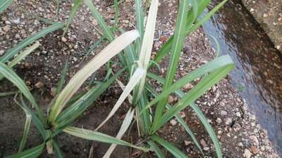 தழைச்சத்து பற்றாக்குறை - கரும்பு