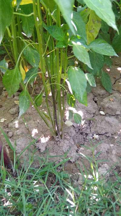 Stem Rot - Capsicum & Chilli