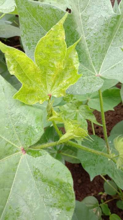 Cotton Leafhopper Jassids - Cotton