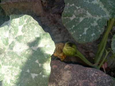 फलों की सड़न पैदा करने वाला रोग (फ्रूट रॉट) - कद्दू