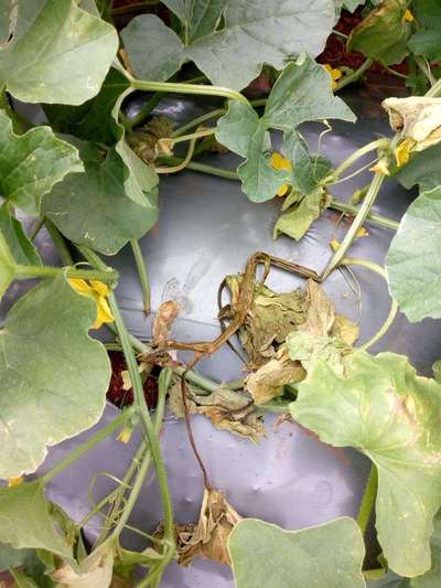 Gummy Stem Blight of Cucurbits - Melon