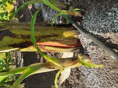 Bacterial Soft Rot of Banana - Banana