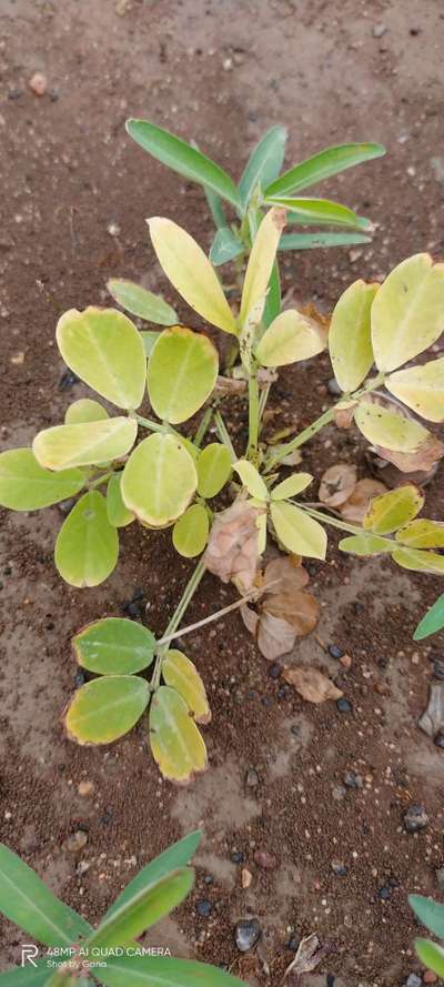 Nitrogen Deficiency - Peanut