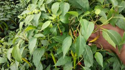 Wet Rot - Capsicum & Chilli