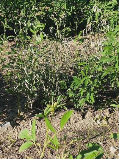 Fusarium Wilt - Pigeon Pea & Red Gram