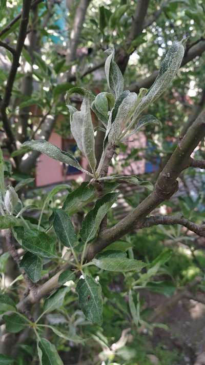 Powdery Mildew - Apple