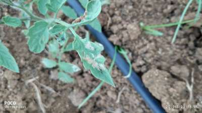 Tomato Leaf Miner - Tomato