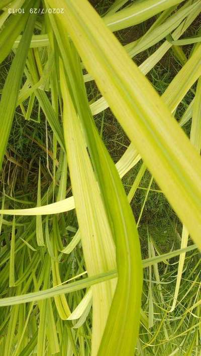 Iron Deficiency - Sugarcane