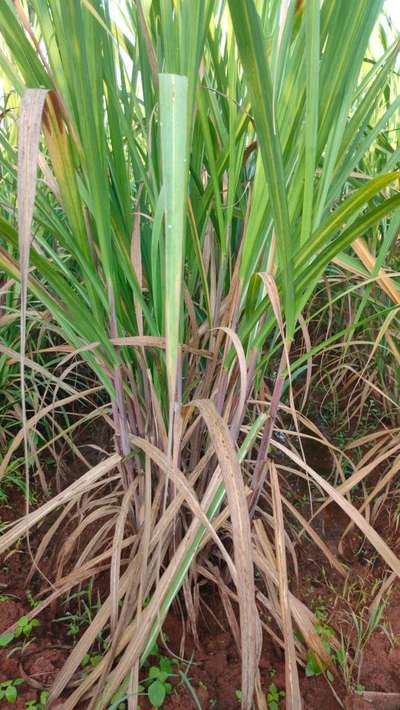 வெள்ளை ஈக்கள் - கரும்பு