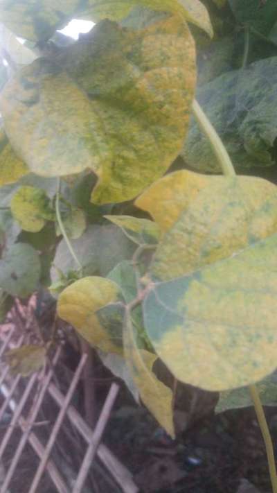 Bean Golden Mosaic Virus - Bean