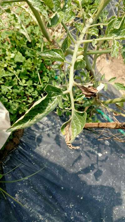 Tomato Late Blight - Cotton